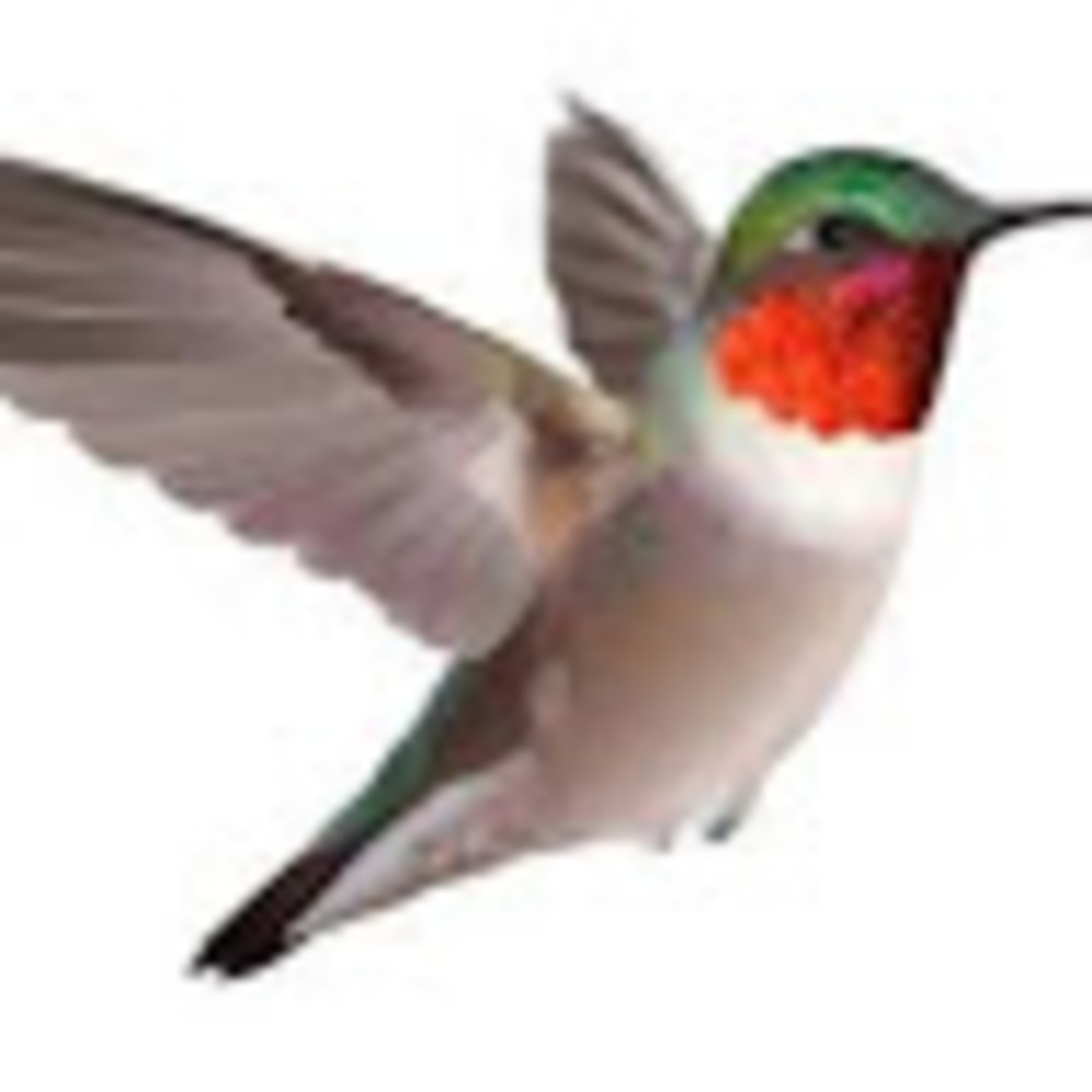 Meet your Posher, Lois